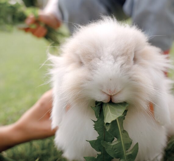 Ein flauschiger, weißer Hase mit Laub im Maul wird von einer Hand gehalten, die sich im Vordergrund befindet. | © Urlaub am Bauernhof / Daniel Gollner